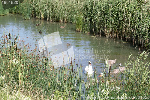 Image of Pond