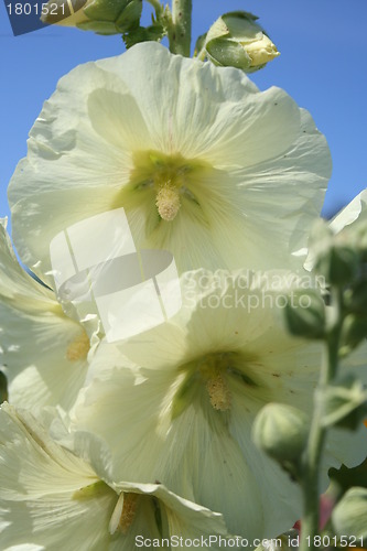 Image of Hollyhock