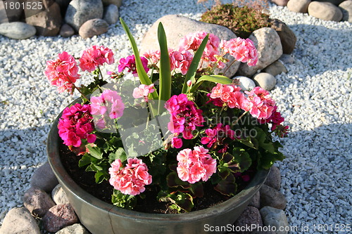 Image of Geranium in garden