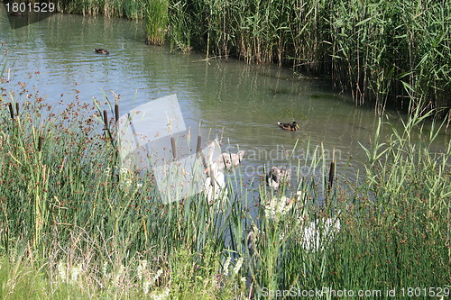 Image of Pond with birds