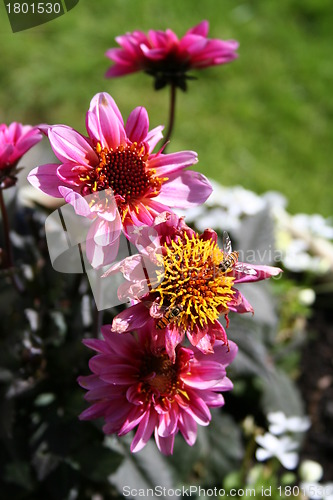 Image of Summer dahlia and bee