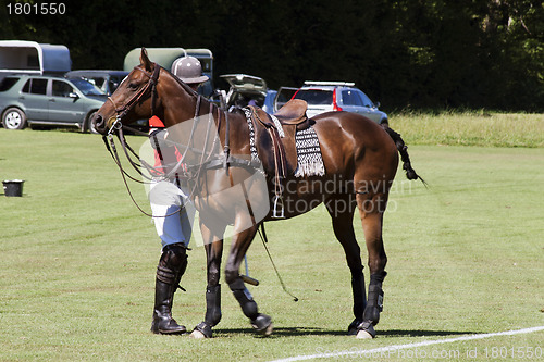 Image of Polo pony