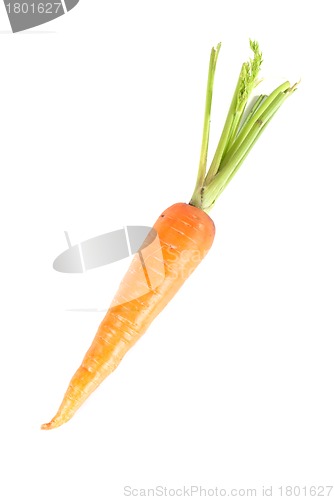 Image of Carrots
