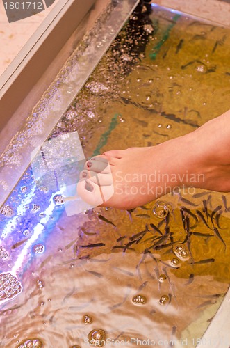 Image of Fish spa pedicure