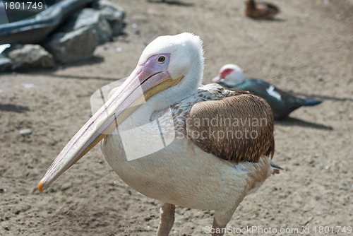 Image of pelican
