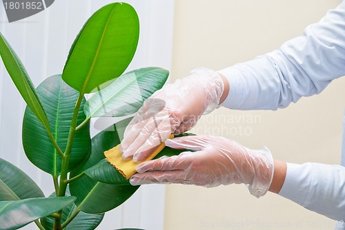 Image of cleaning ficus plant