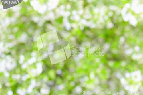 Image of Blurry abstract background - cherry blossoms