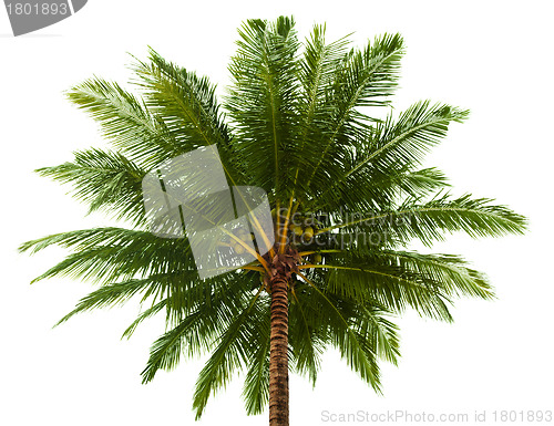 Image of Top of the coconut palm isolated on white