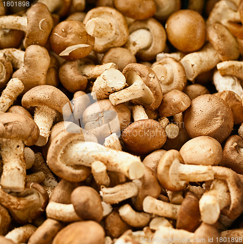 Image of Edible mushrooms on the market