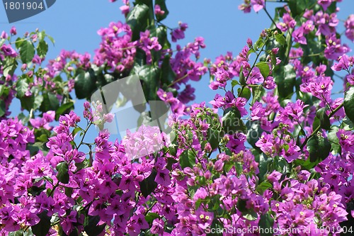Image of Beautiful bougainvillea flowers 