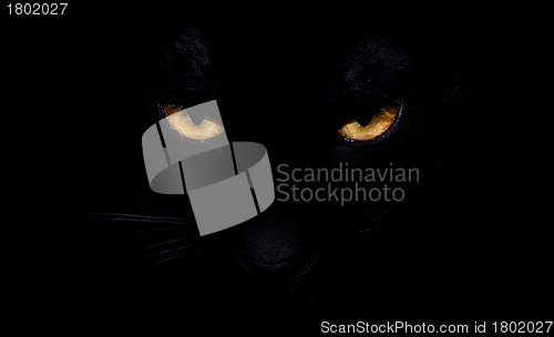 Image of Black Cat Eyes