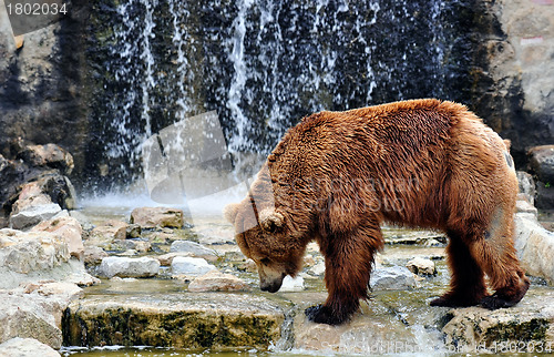Image of Brown Bear in a Zoo