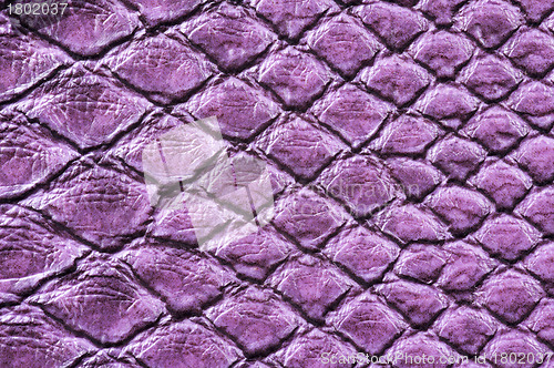 Image of Crocodile Skin