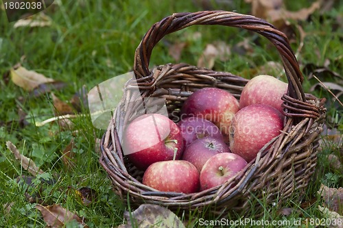 Image of apple harvest