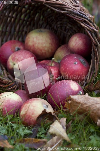 Image of apples