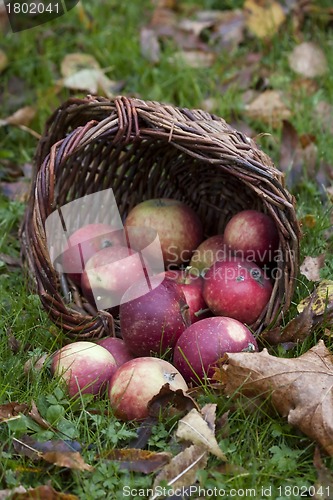 Image of apples