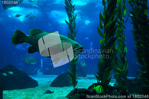 Image of Potato Grouper - Epinephelus tukula