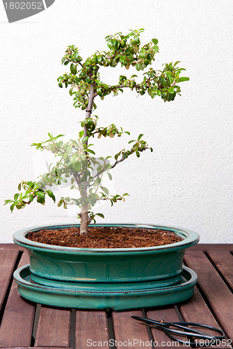 Image of Ligustrum Bonsai