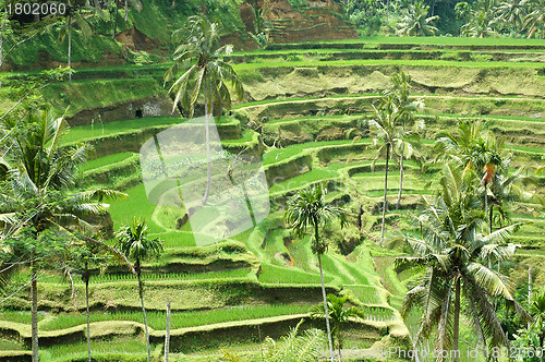 Image of Rice Terrace