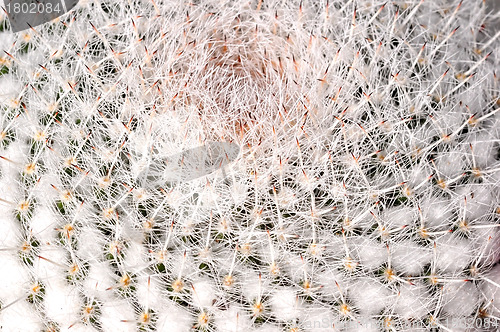 Image of Closeup of Old Man Cactus