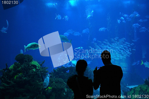 Image of Couple in a Big Aquarium