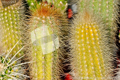 Image of Group of Cactus