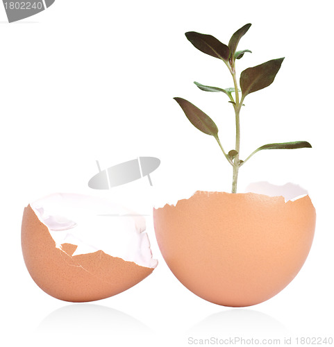 Image of Egg Shell and Plant