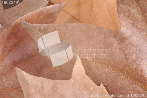 Image of Autumn Leaves