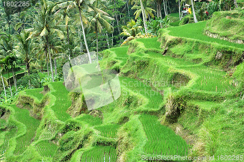 Image of Rice Terrace