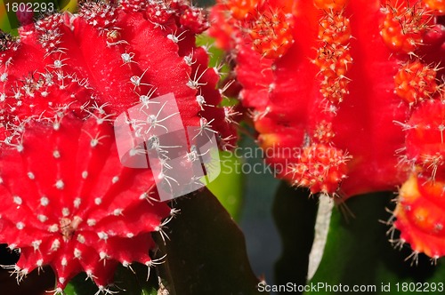 Image of Cactus