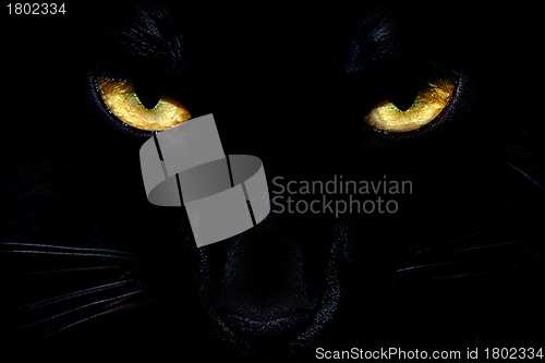 Image of Black Cat Eyes