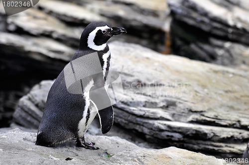 Image of Magellanic Penguin