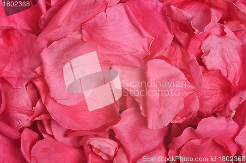 Image of Rose Petals