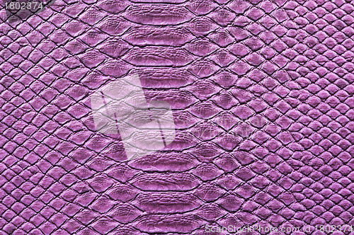 Image of Crocodile Skin