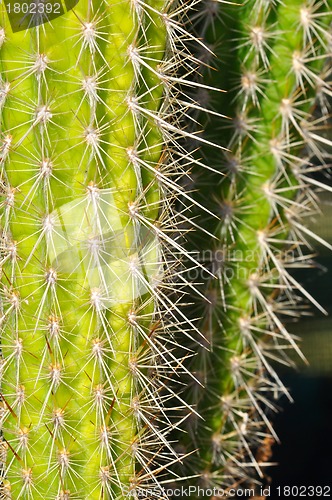 Image of Cactus