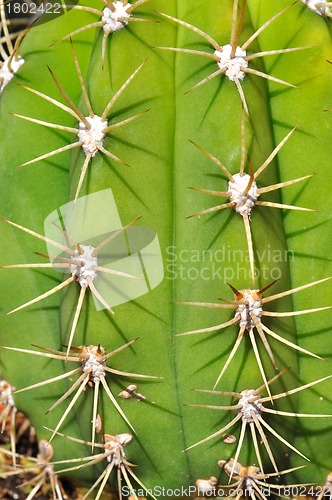 Image of Cactus