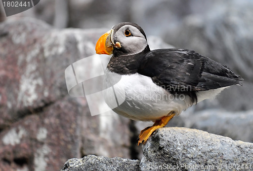 Image of Atlantic Puffin