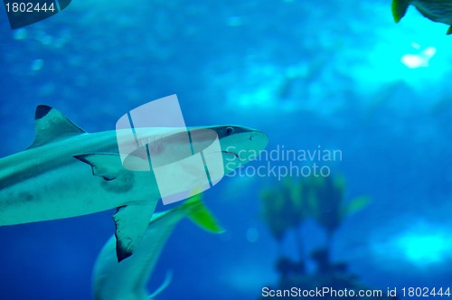 Image of Blacktip reef shark