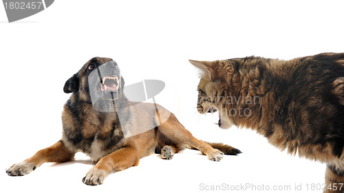 Image of angry malinois and cat