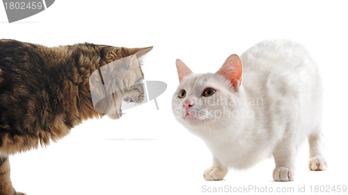 Image of conflict between cats