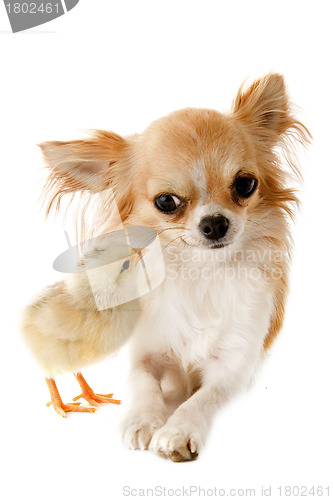Image of chihuahua and chick