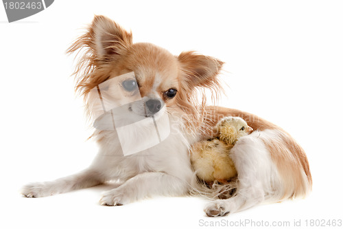 Image of chihuahua and chick