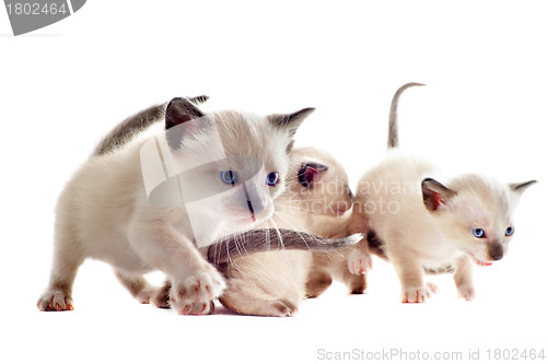 Image of Siamese kitten