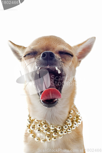 Image of yawning chihuahua with pearl collar