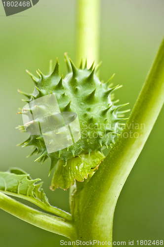 Image of thornapple of jimson weed