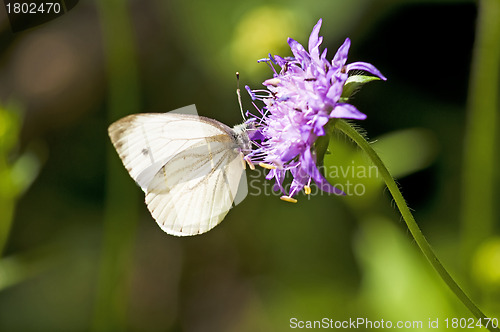 Image of Green-veined white, Pieris napi 