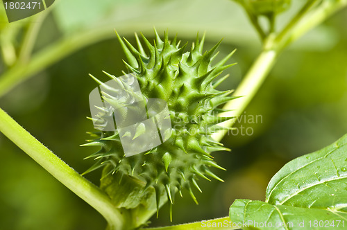 Image of thornapple of jimson weed