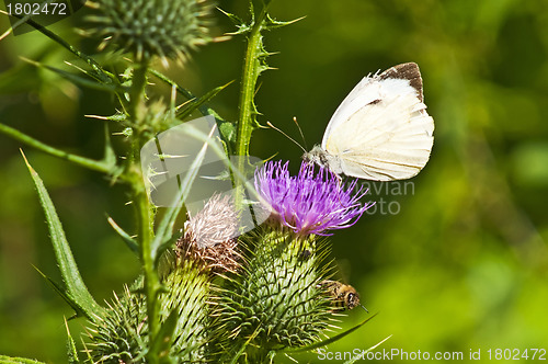 Image of Small white, Pieris rapae