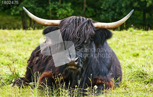 Image of scottish highland ox