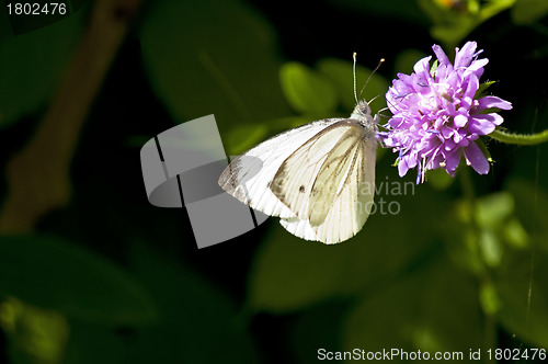 Image of Small white, Pieris rapae